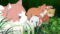 The Cat and the Dragon Season 1 Episode 1